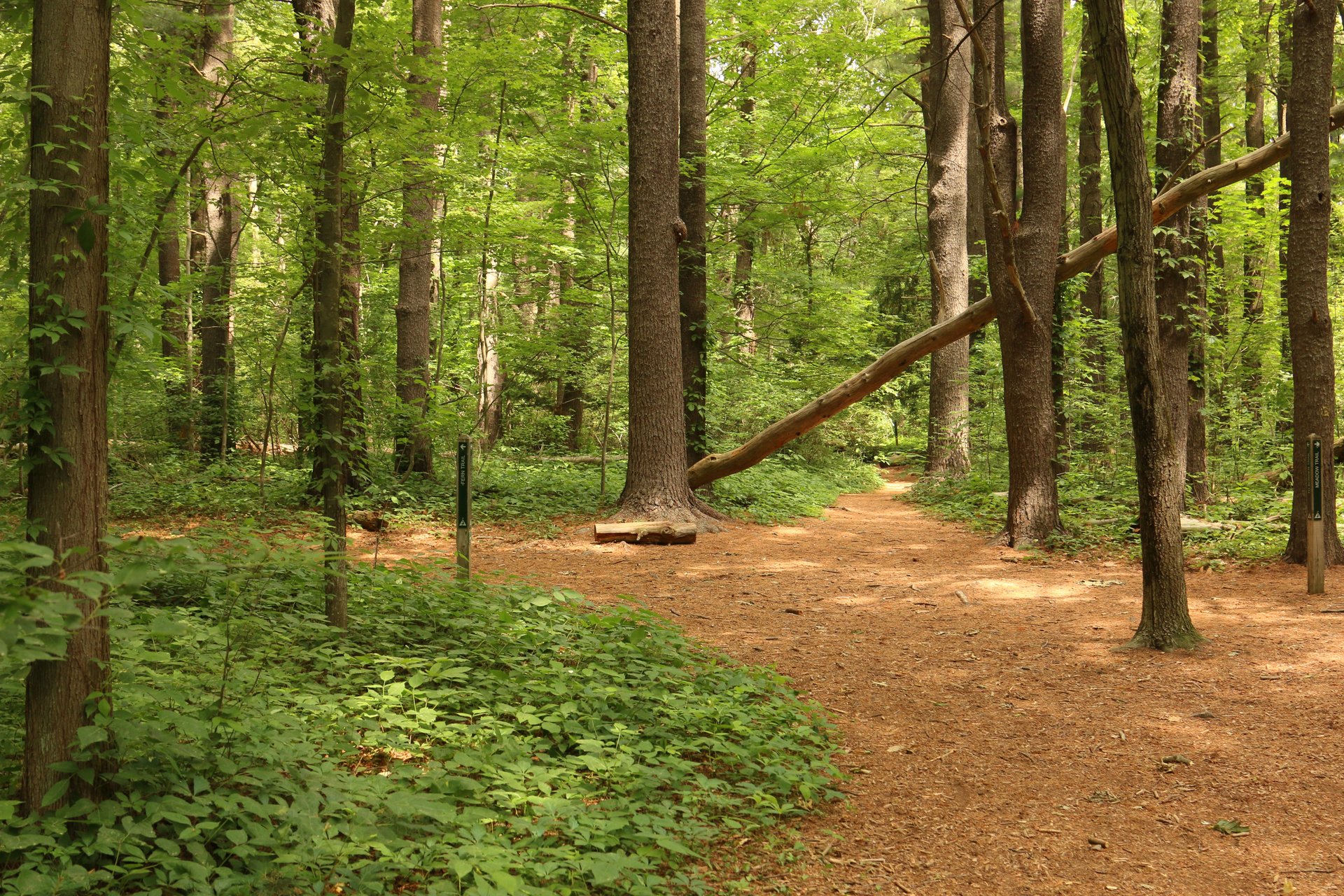 forest